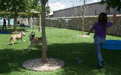 staff playing with dogs during daycare in El Paso, TX